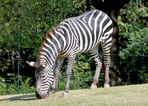 動物図鑑・グラントシマウマ